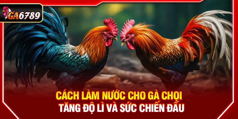 Cách Làm Nước Cho Gà Chọi - Tăng Độ Lì Và Sức Chiến Đấu