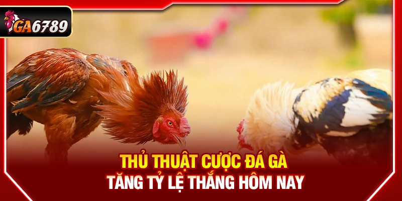 Thủ thuật cược đá gà đánh giá độ dài và phương pháp lắp cựa