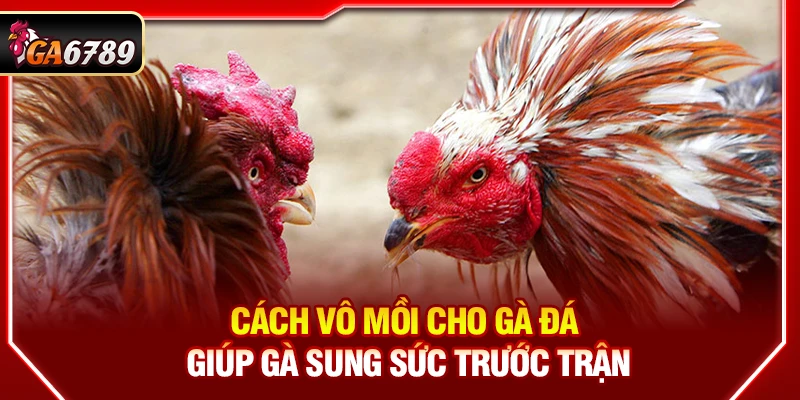 Cách Vô Mồi Cho Gà Đá Giúp Gà Sung Sức Trước Trận