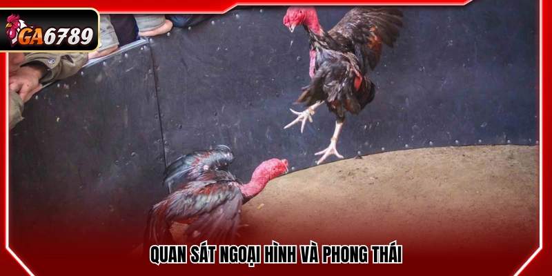 Quan sát hình thể cùng phong độ