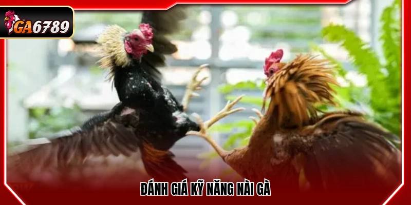 Nhận định kỹ năng của người nài gà