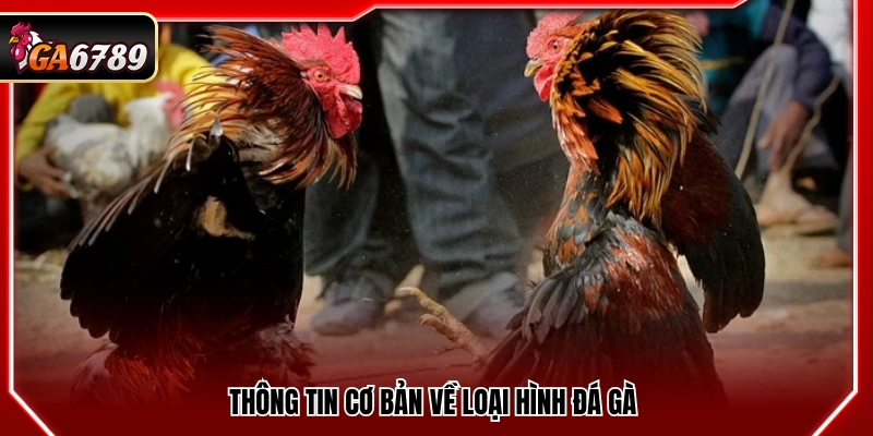 Danh sách luật chơi đá gà mới nhất năm 2026