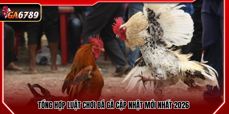 Những thông tin nền tảng về hình thức đá gà