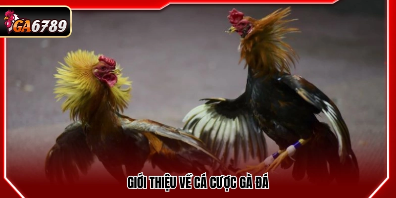 Thông tin cơ bản về hình thức đặt cược gà đá