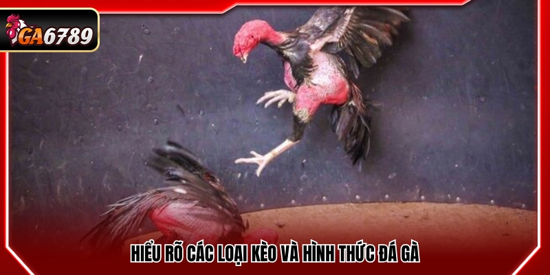 Nắm rõ các dạng kèo và phương thức thi đấu gà