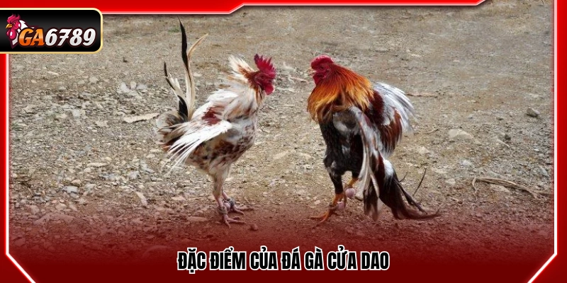 Đặc trưng của hình thức đá gà cửa dao