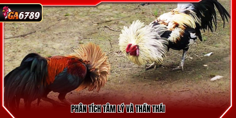 Mẹo đá gà cửa dao đánh giá trạng thái và phong thái thi đấu