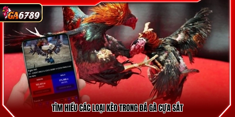 Khám phá các dạng kèo trong đá gà dùng cựa sắt
