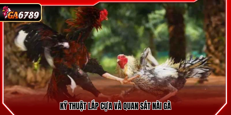 Mẹo đá gà cửa sắt gắn cựa và theo dõi người nài gà