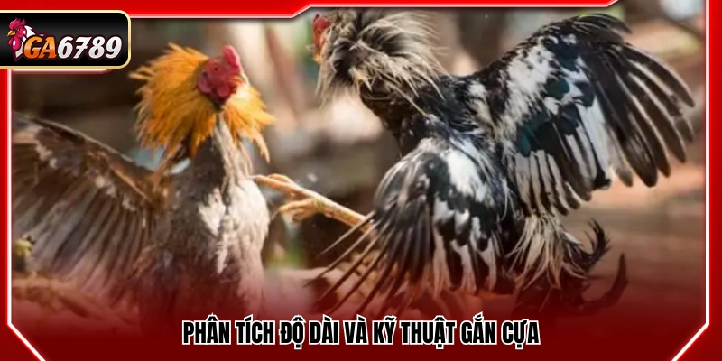 Thủ thuật cược đá gà đánh giá độ dài và phương pháp lắp cựa