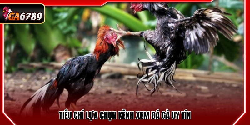 Tiêu chuẩn chọn kênh phát sóng đá gà đáng tin cậy